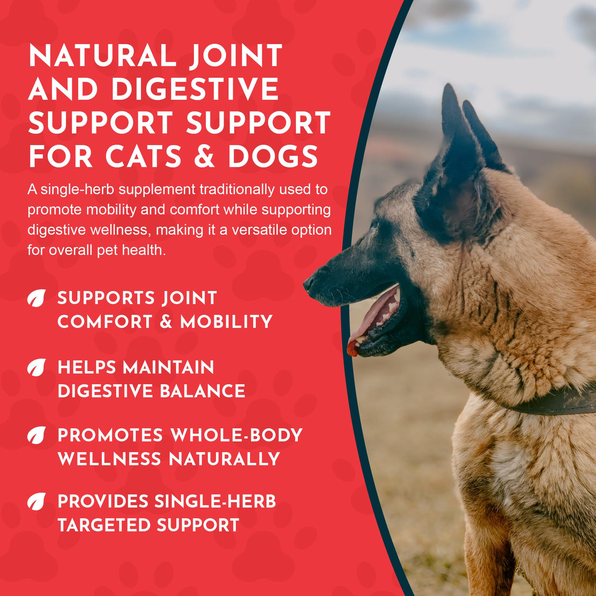 Animal Essentials Yucca - Hip and Joint Yucca Root Supplement for Dogs & Cats, Liquid Herbal Care Drops for Senior Dogs & Older Pets, Bowel & Immune Support, Antioxidant Boost - 1 fl oz
