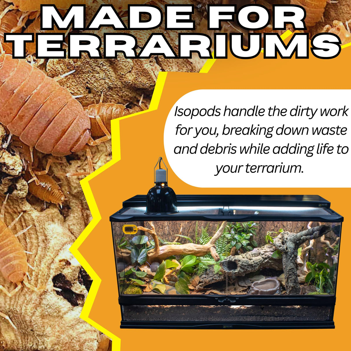 Bioactive Combo | 25 Powder Orange Isopods | 8oz Coco Temperate Springtails | Live Arrival Nationwide!