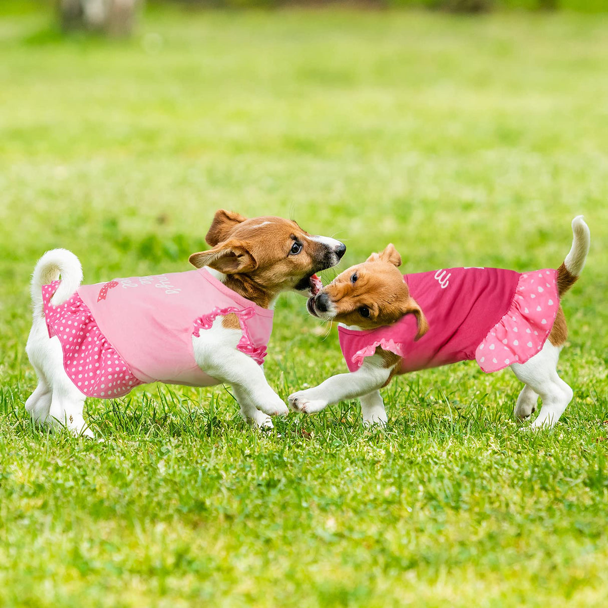 Frienda 4 Pieces Dog Dress for Small Dogs Cute Dog Costumes Puppy Shirt Skirt Dresses Pet Holiday Clothes Apparel for Cats Puppy(M)