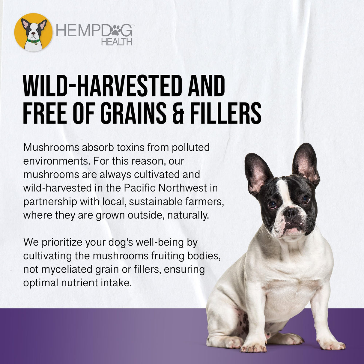 MycoDog Clarity - Cognitive Support Supplement for Dogs - Brain Health, & Senior Dog Wellness - Memory & Focus with Functional Mushrooms & Adaptogens