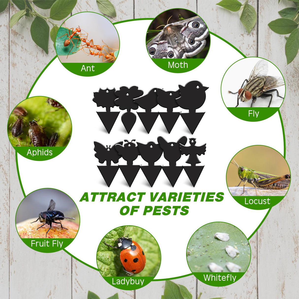 Qualirey 200 Pcs Fruit Fly Traps Fungus Gnat Killer Bug Mosquito Trap Fruit Fly Killer Double Side Sticky Traps Plant Trap Insect Catcher Killer for Indoor Outdoor House Kitchen (Exquisite, Black)