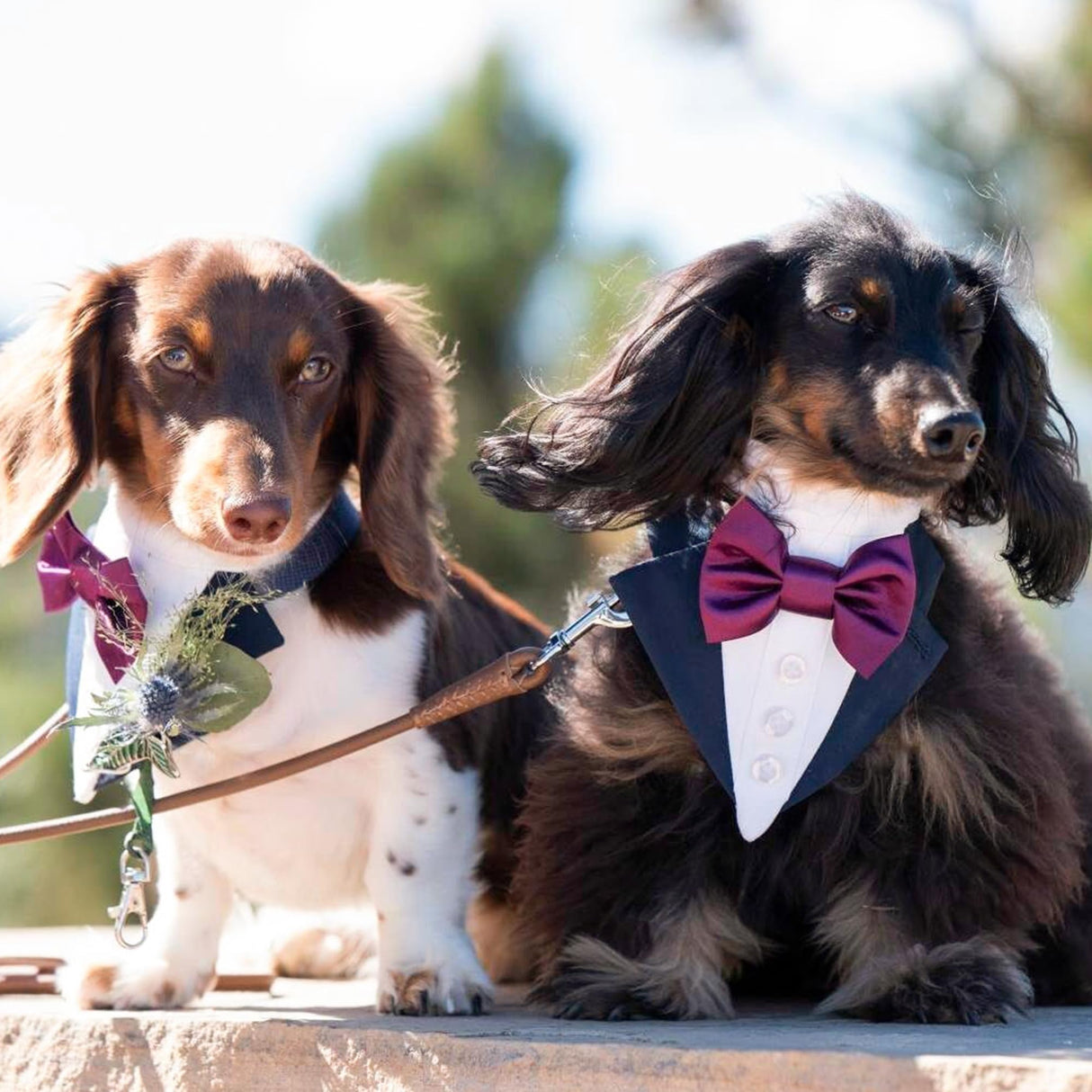 Custom-Fit Dog Tuxedo with Bow Tie & Lapel Uncut Cham Eyelet | Keyhole Fishtail Buttonhole Design | Optional Ring Bearer Clasp | Perfect Outfit for Wedding & Birthday by ACORD EU (Purple)