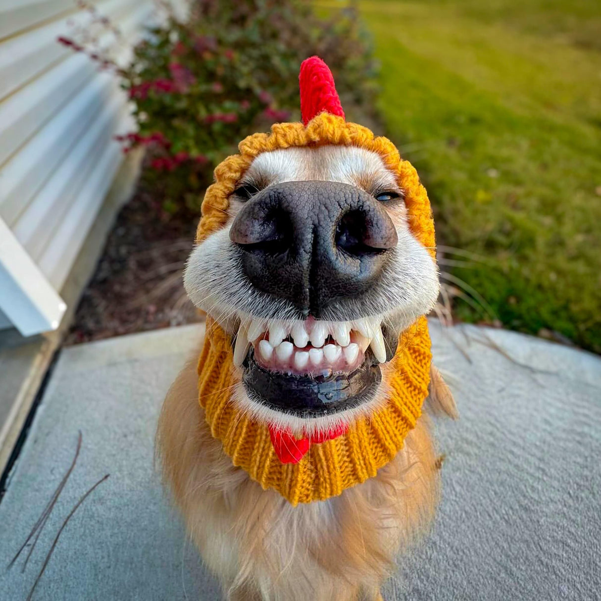 Zoo Snoods Rooster Costume - Knit Chicken Dog Snood Ear Wrap for Pets, Warm Neck Cover for Halloween and Winter (Small)