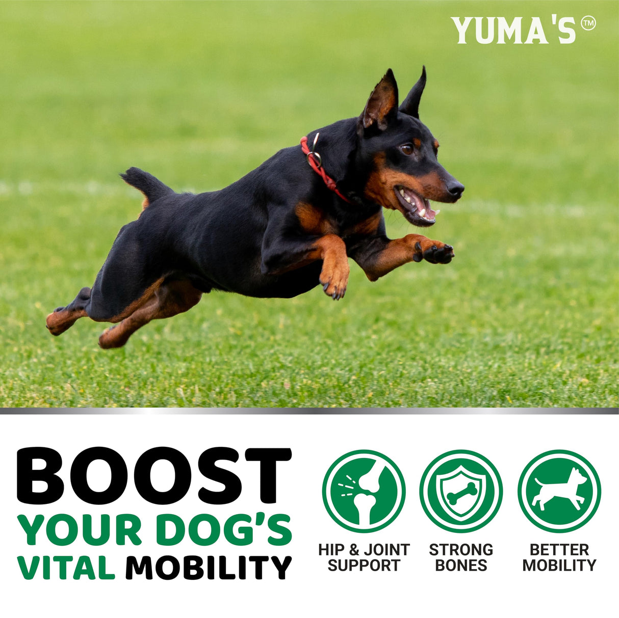YUMA'S Hemp Hip and Joint Supplement for Dogs - Glucosamine for Dogs - 170 Joint Pain Relief Chews - Chondroitin, MSM - Hemp Oil - Advanced Canine Health Supplement - Mobility Support Treats