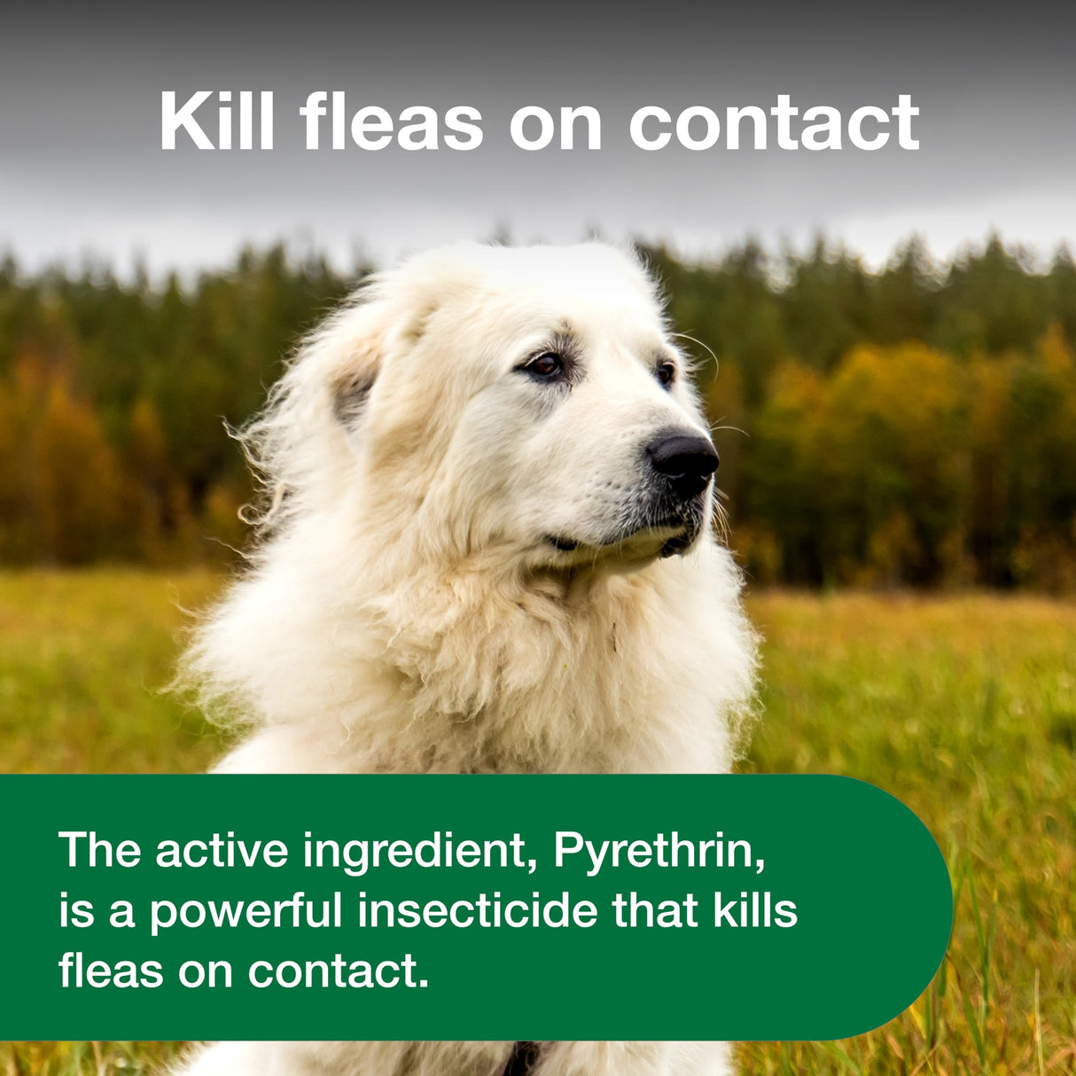 Advantage Dog Flea Treatment Spray | Kills Fleas & Ticks | Dog Flea Spray | 15 oz.