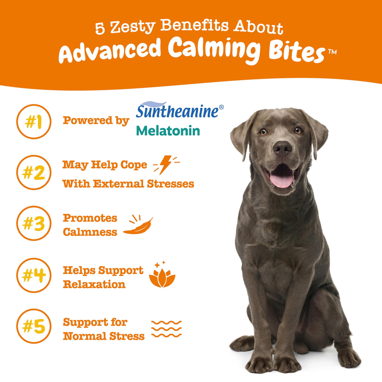 Zesty Paws Calming Chews for Dogs - for Everyday Stress, Relaxation, Composure, and Separation Turkey 90 Count