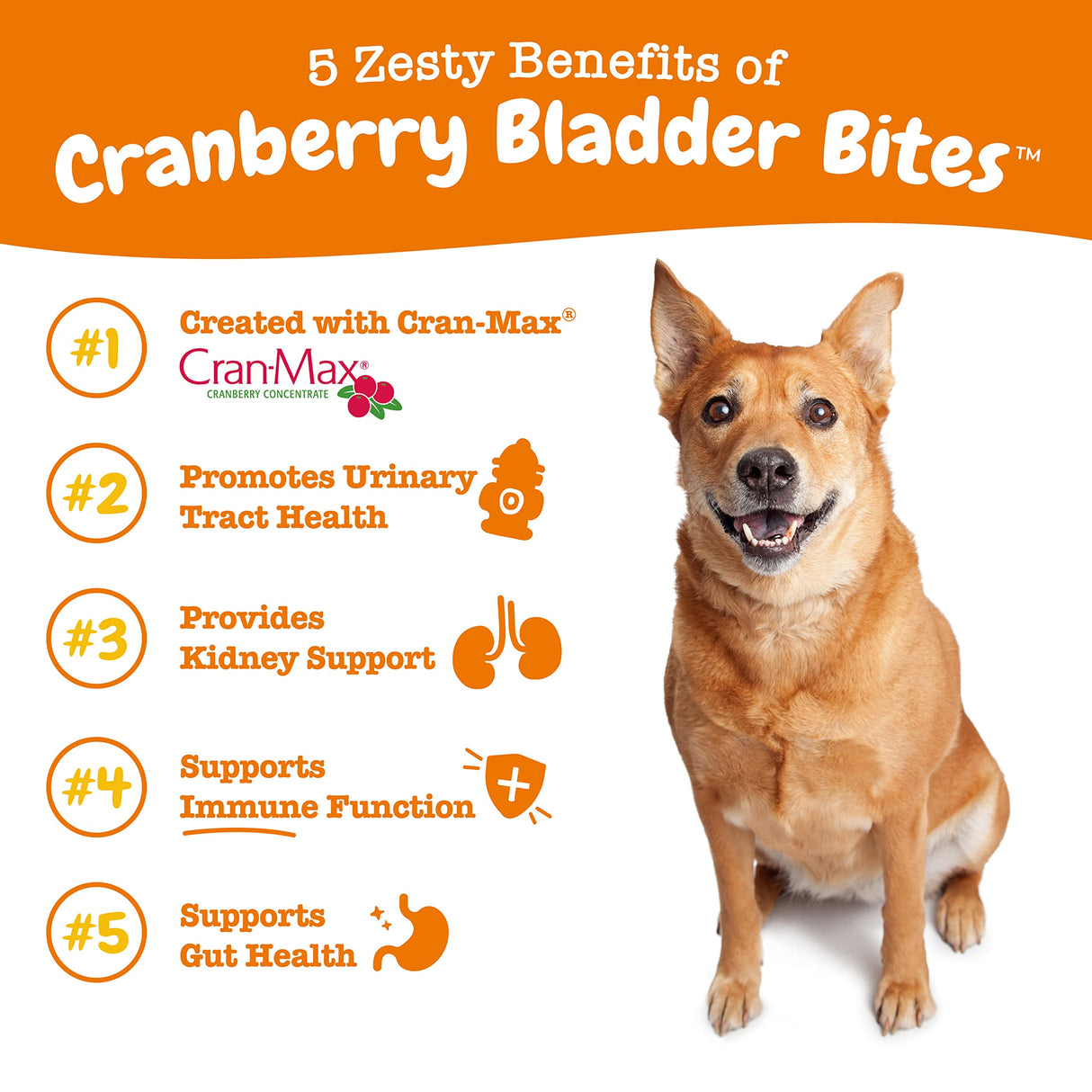 Zesty Paws Cranberry Supplement for Dogs - Bladder Control for Dogs - Urinary Tract Support - Cranberry Chews with D-Mannose, Vitamin B6 & L-Arginine - Immune & Gut Support - Bacon - 90 Count