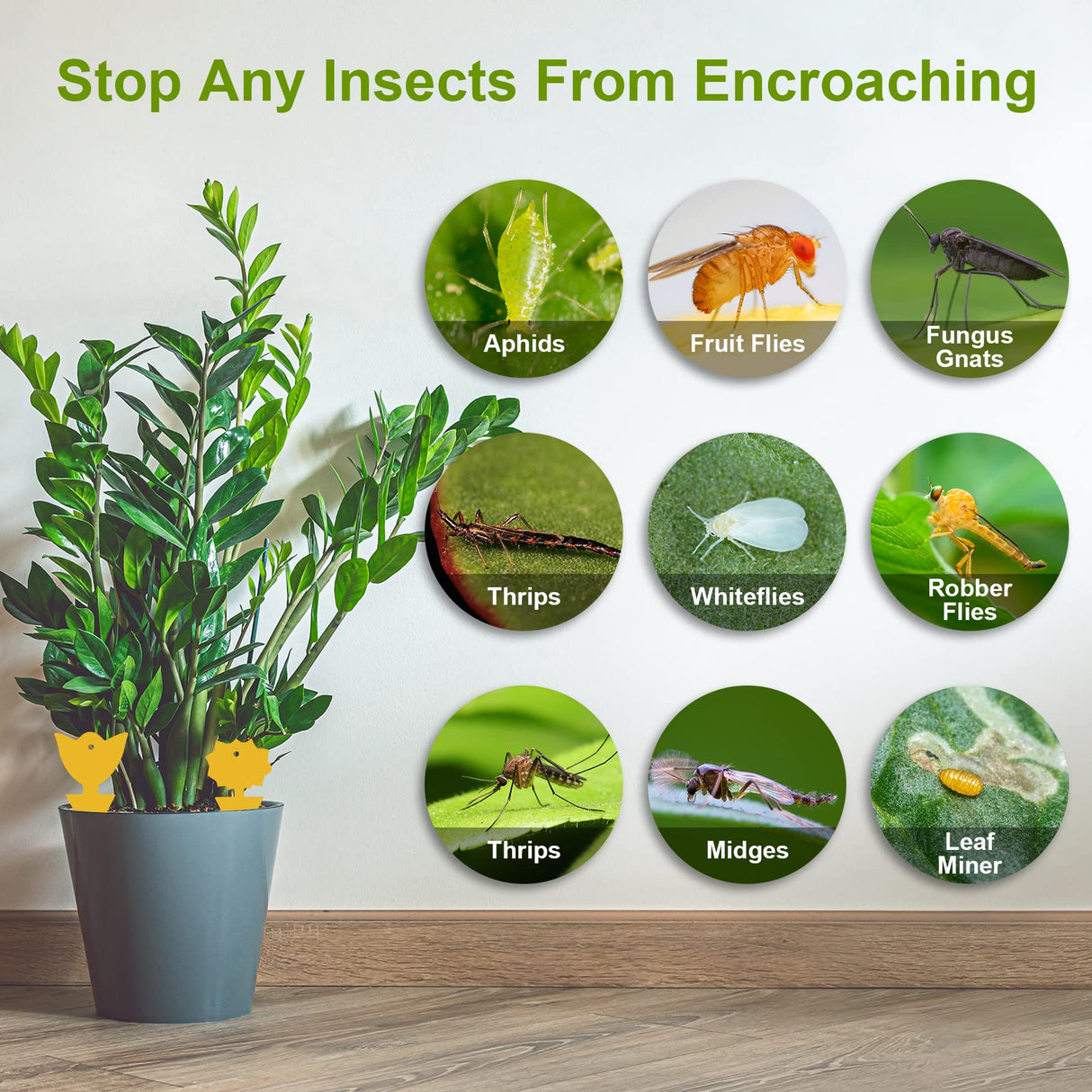 PESTCON 48PCS Yellow Gnat Traps for House Indoor, Gnat Sticky Traps for Plants, Suitable for Fruit Flies, White Flies,Mosquito,Indoor/Kitchen, Outdoor/Potted Plants(Non-Toxic, Dual Sided)