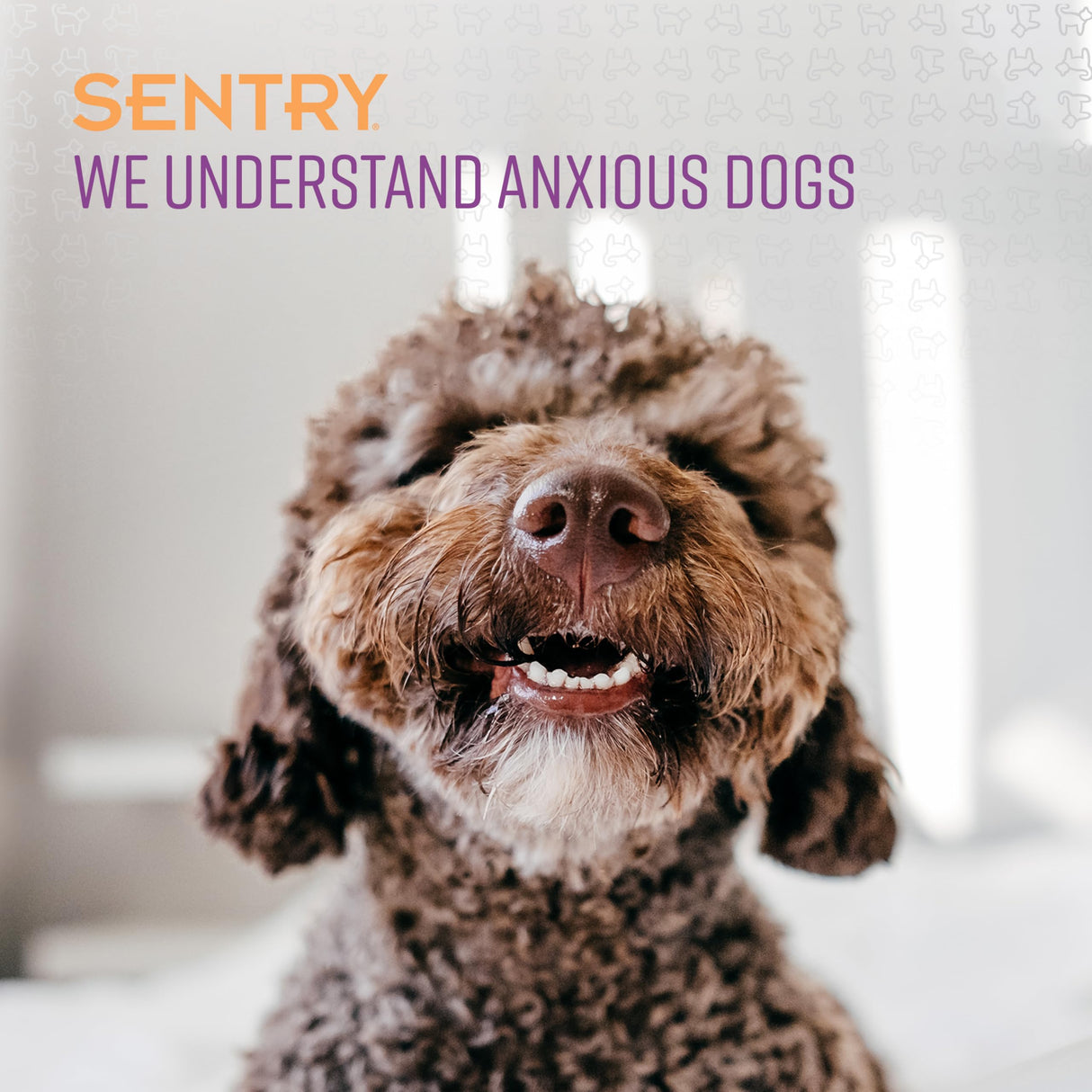 SENTRY PET CARE Sentry Calming Collar For Dogs, Anxiety Reducing Pheromone Collar, Releases Pheromones for 30 Days, Helps Calm During Loud Noises and Separation, 3 Count