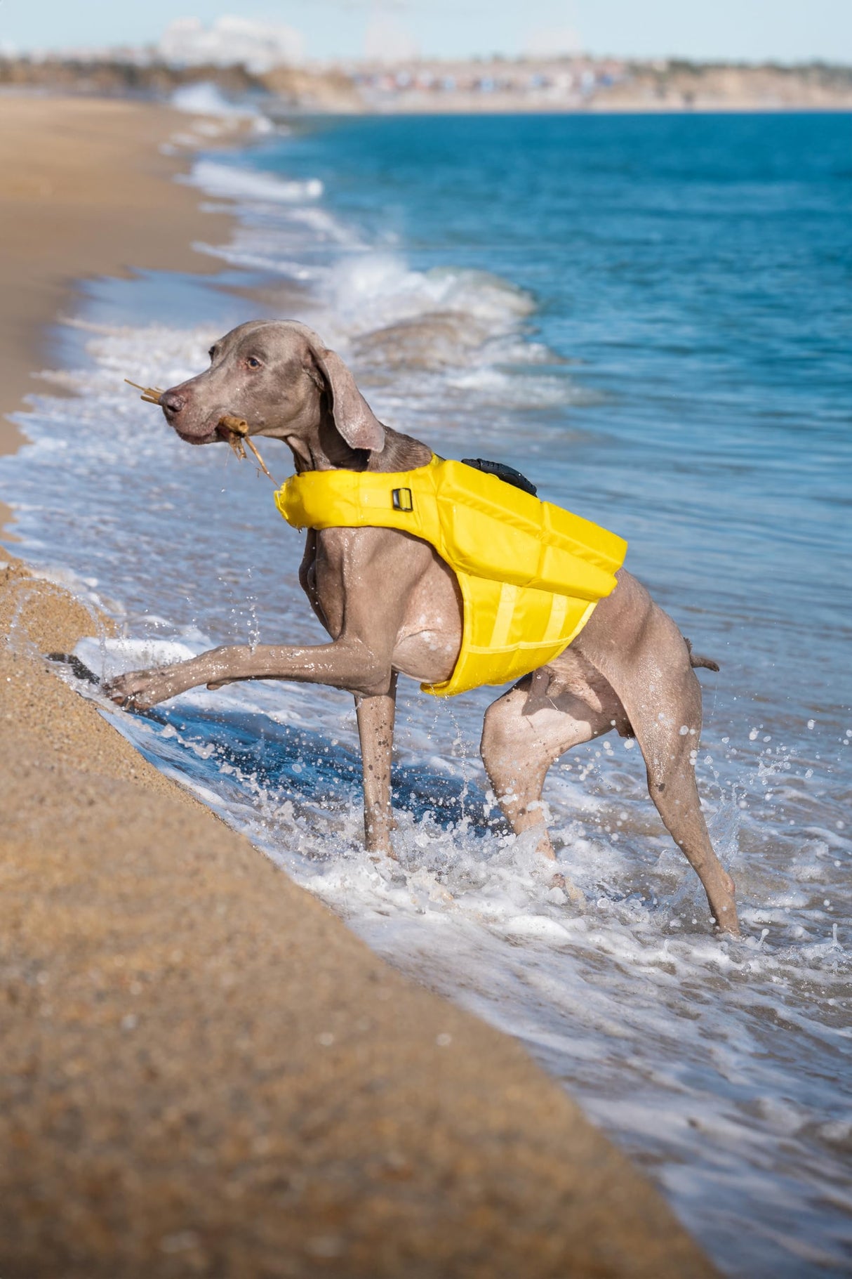 NOAH & PAW Dog Life Jacket, Human Standards Lifejacket Design, Dog Life Vest for Swimming and Boating, 3X Foam Support for Max Floating, Breathable Mesh, Salvavidas para Perros, Size M