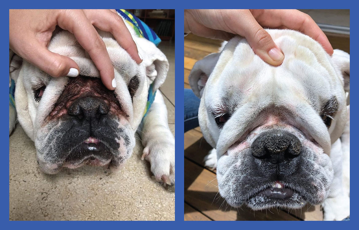 Squishface Wrinkle Paste - Bulldog, French Bulldog, Pug, English Bulldog – Cleans Wrinkles, Tear Stain, Tail Pockets, and Paws – Anti-Itch Tear Stain Remover & Bulldog Wrinkle Cream, 2 Oz.
