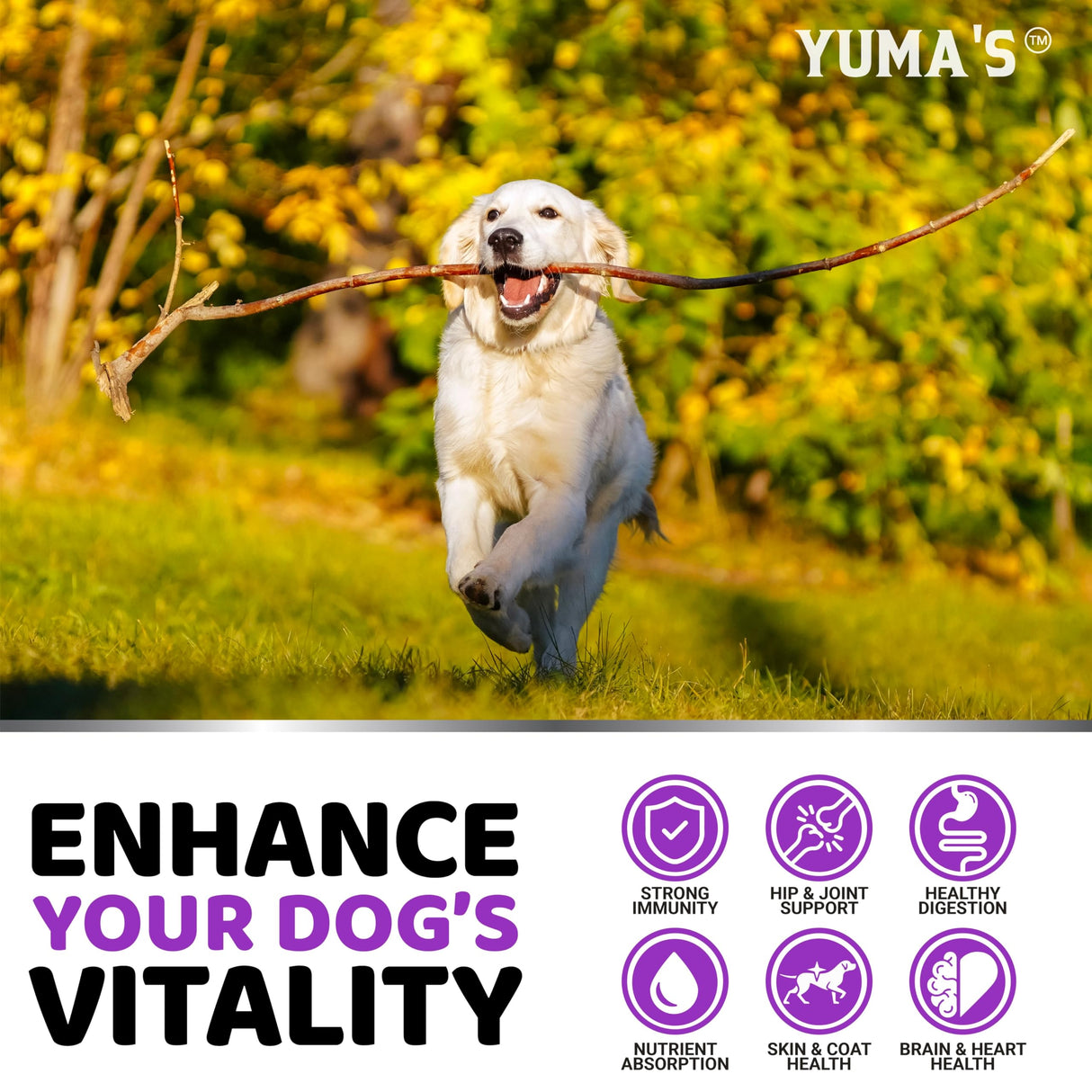 Dog Multivitamin Chewable with Glucosamine - 240 Treats - Dog Vitamins and Supplements - Senior & Puppy Multivitamin for Dogs - Hip & Joint Support - Immune Health, Skin, Heart, Digestion, Probiotics
