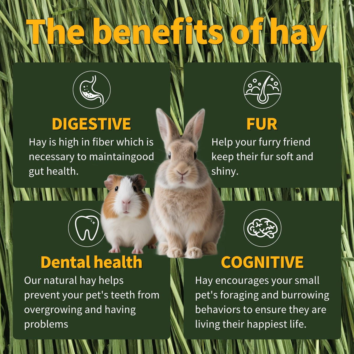 Hay Natural Oven-Baked Timothy Hay for Guinea Pigs, Rabbits & Chinchillas, All Natural High Fiber Food for Digestive Health, 1.1 LB