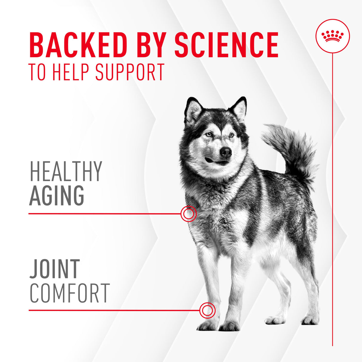 Royal Canin Joint Dog Supplement Soft Chews for Adult Dogs, 60 Count