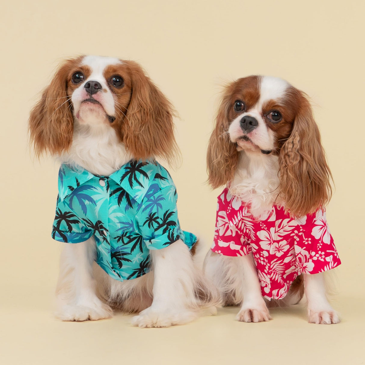 Fitwarm Hawaiian Coconut Palm Dog Shirt, Tropical Summer Clothes for Small Dogs Boy, Pet Collared Outfit, Light Sea Green, Black, XS