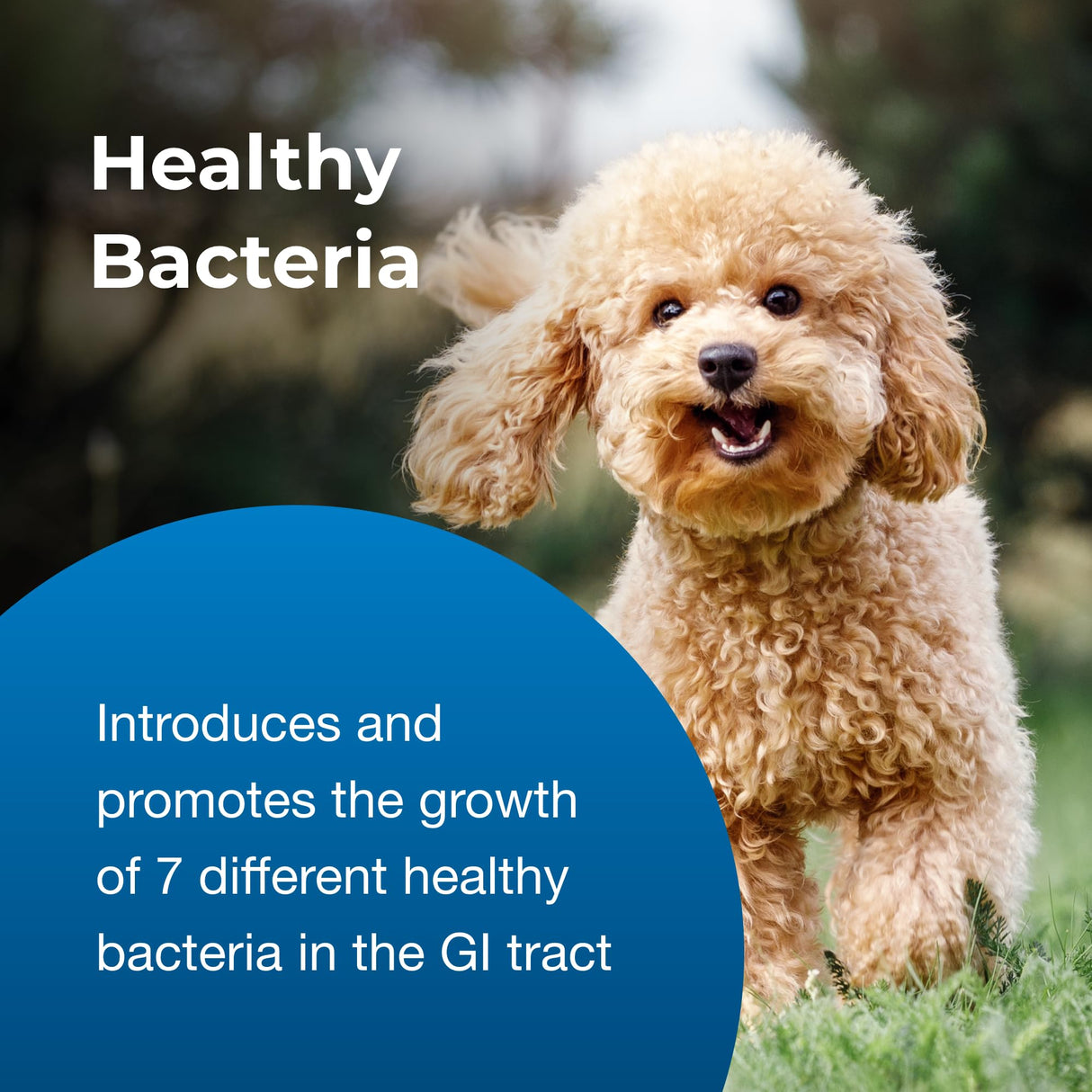 Pet-Ag Zoologic Bene-Bac Plus Mammal Gel - 30 gm Syringe - FOS & Probiotics for Dogs, Cats, Exotic and Wildlife Mammals