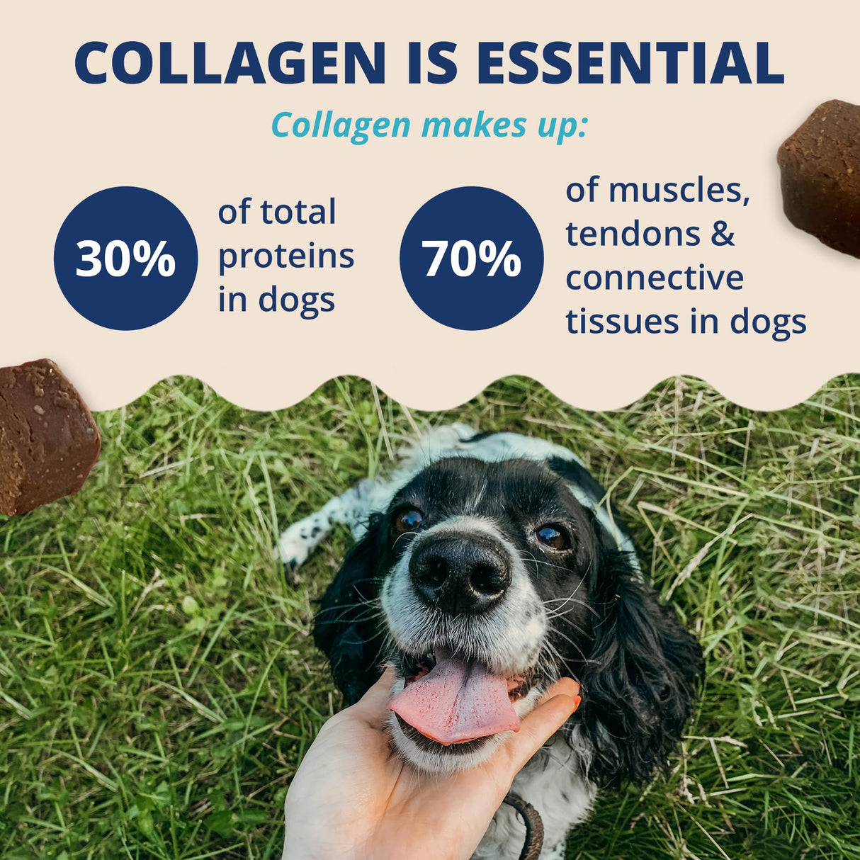 Under The Weather Collagen Chews for Dogs | Promotes Healthy Skin Coat and Stronger Hip & Joint | Improves Overall Mobility | Immunity and Anti-inflammatory Collagen for Dog Supplement | 60 Count
