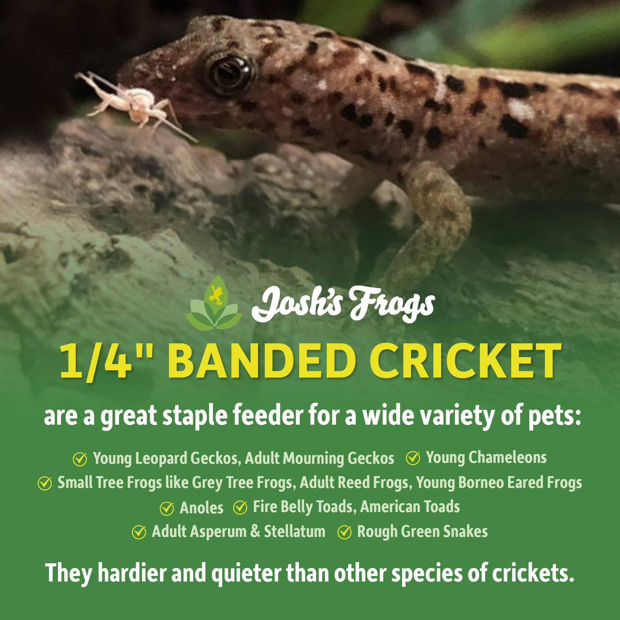 Josh's Frogs 1/4" Banded Crickets (120 Count)