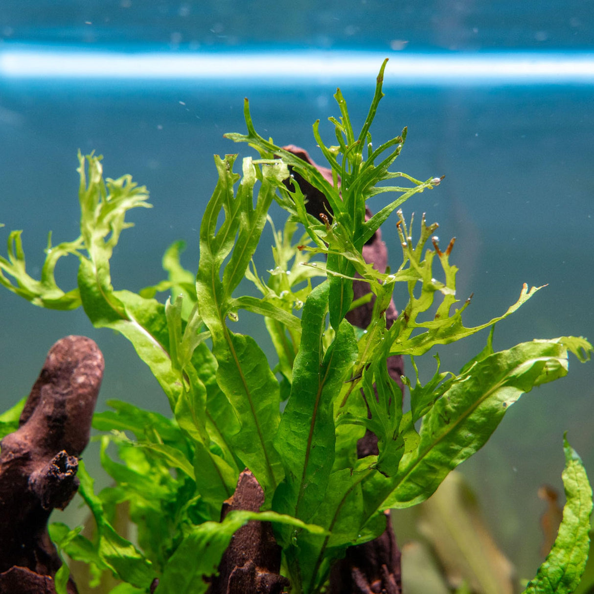 SubstrateSource Java Fern Live Aquarium Plants - Potted Freshwater Plant for Fish Tanks - Beginner Friendly, Low Light (Windelov, 1 Pot)