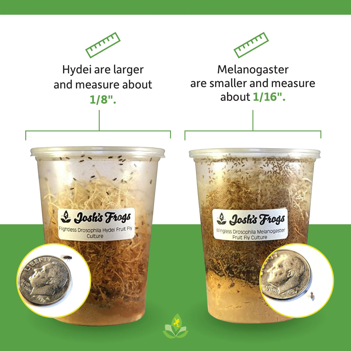 Josh's Frogs Wingless Drosophila Melanogaster Fruit Fly Cultures (Fresh)