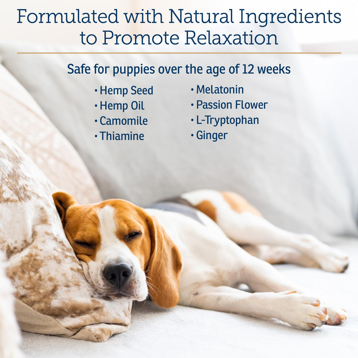 Rx Vitamins NutriCalm - Calming Care for Dogs with Valerian Root, Tryptophan, & Ashwagandha - Aids in Separation Anxiety Relief for Dogs and Stress Relief - Road Trip Essentials & Relaxant - 50ct
