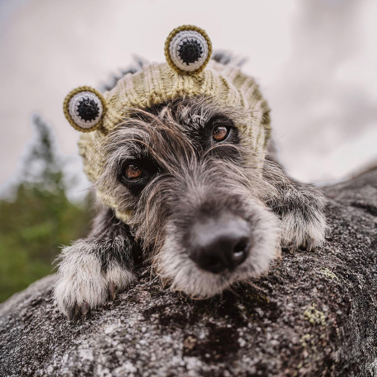 Zoo Snoods Frog Costume - Knit Dog Snood Ear Wrap for Pets, Warm Neck Cover for Halloween and Winter (Medium)