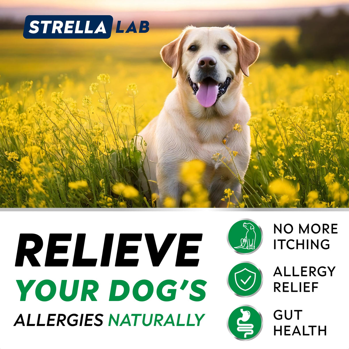 StrellaLab Dog Allergy Relief & Anti Itch Support Chews w/Omega 3, Pumpkin, Enzymes & Turmeric: Real Ingredients, Real Taste! Skin & Coat Immune Supplement w/Fish Oil - Made in USA - 180Ct - Chicken