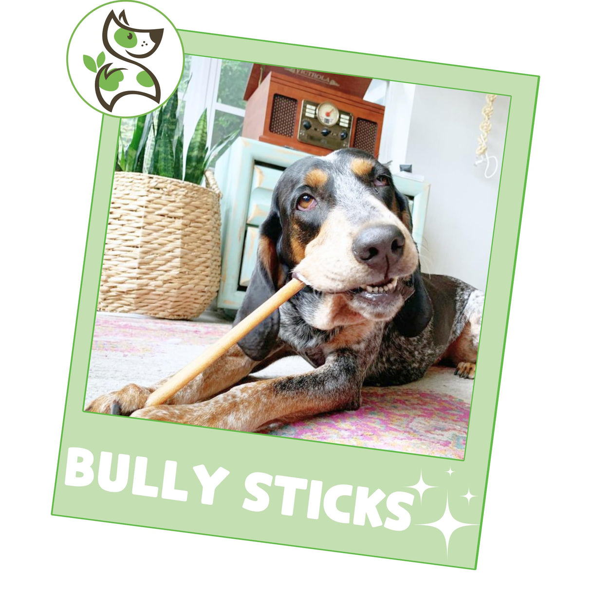 Nature Gnaws Bully Sticks for Dogs 11-12" (8oz) - Mixed Thickness - Long Lasting for Aggressive Chewers and Large Dogs - Natural Beef Dog Chew Bones