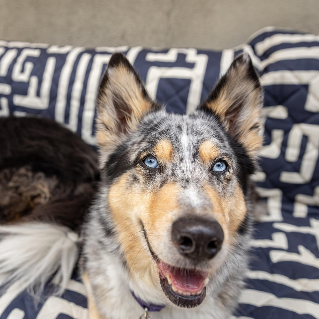 One Another Goods Waterproof Blanket, 60”x70” - Large Couch Cover for Dogs and Pets - Ideal for Picnics, Outdoor, Camping, Beach and More - Large, Washable Protector