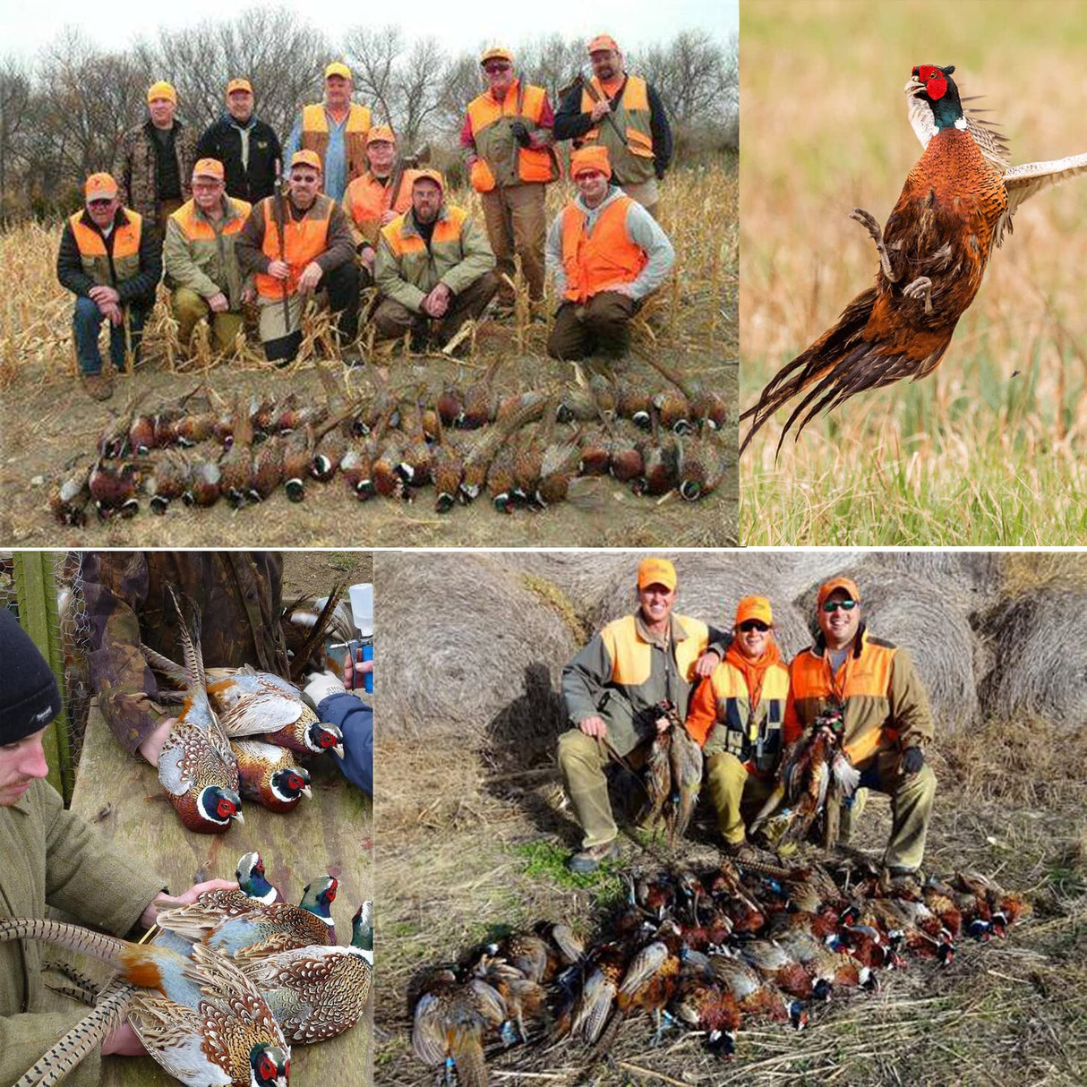 Professional Bird Trap for Chicken, Pheasant,Wild Duck, Partridge Mallard and Other Medium-Sized Birds Tying Birds' feet Won't Hurt Them
