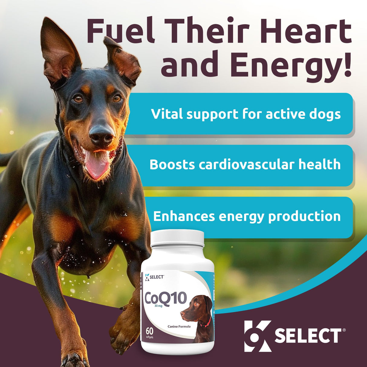 K9 Select CoQ10 Supplement for Dogs, 30mg - 60 Soft Gels per Bottle - Pet Supplement, Nutritional Softgels for Canine Heart Health, Cardiovascular & Gum Health, Energy