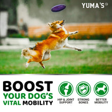 Load image into Gallery viewer, YUMA'S Glucosamine for Dogs - Hip and Joint Supplement for Dogs - 170 Ct - Glucosamine Chondroitin Chews - Joint Pain Relief Supplement with MSM - Advanced Health - Mobility Support - Made in USA