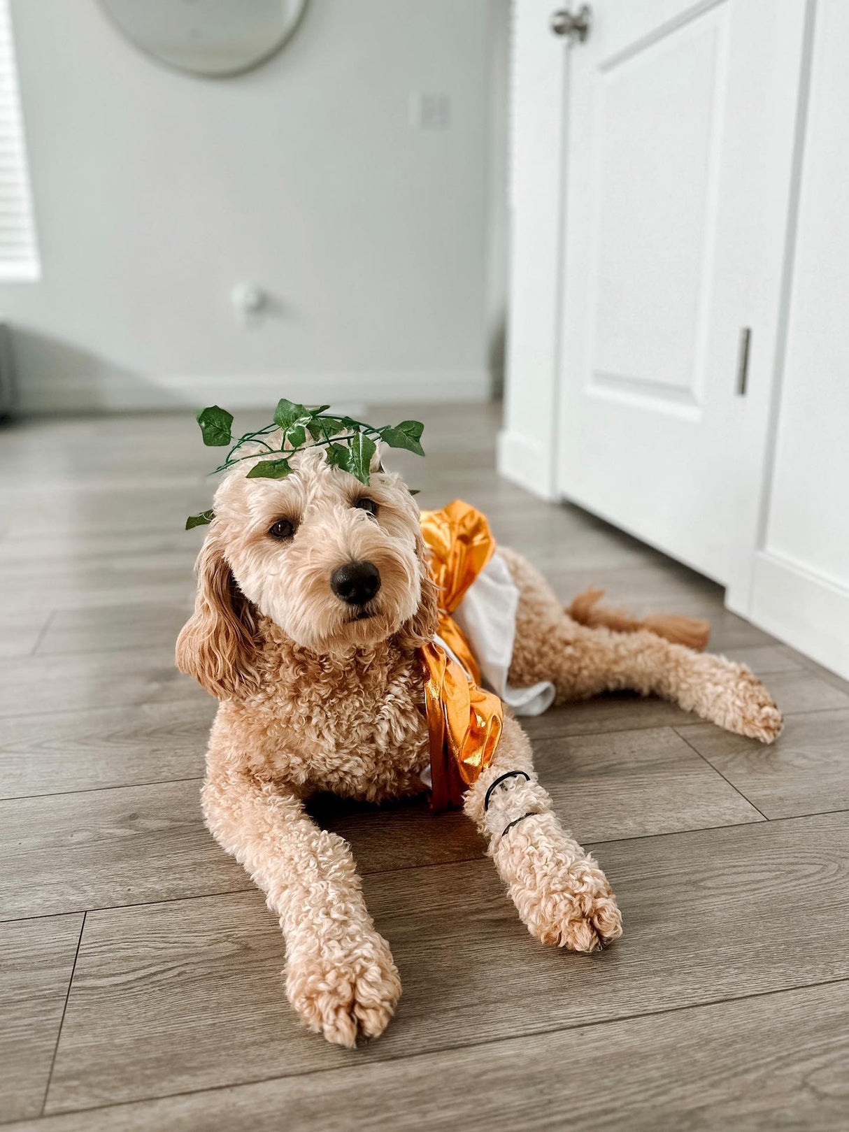 Midlee Toga Dog Halloween Costume (XXX-Large)
