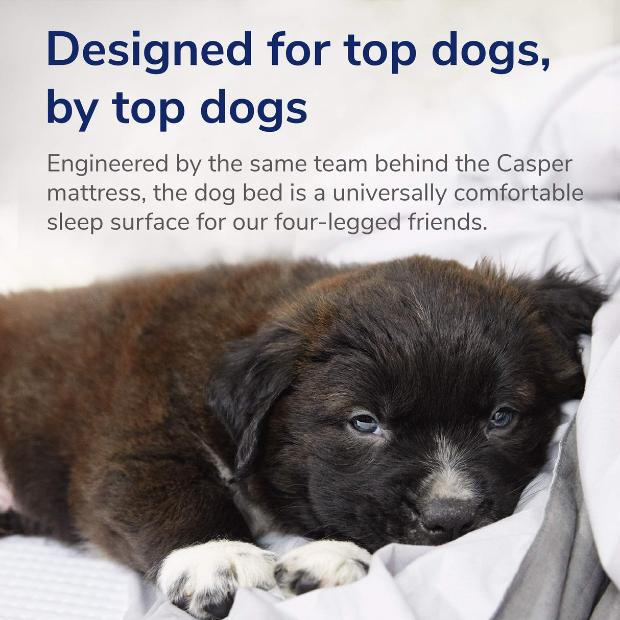 Casper Dog Bed, Plush Memory Foam, Small, Blue