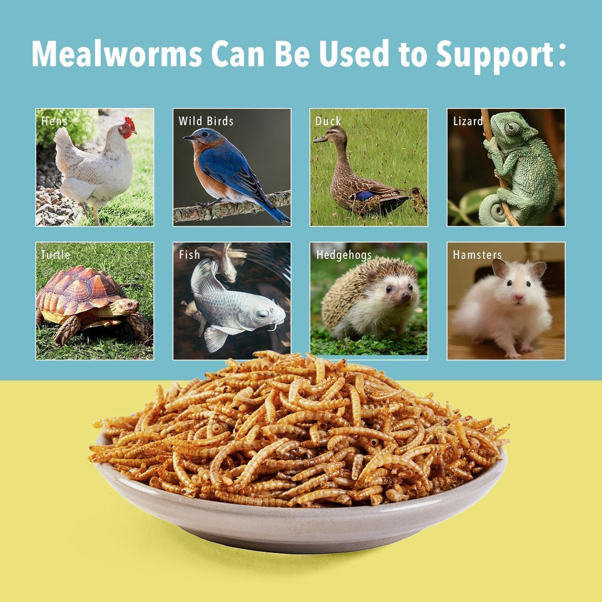 WormsFarm 5lb Dried Mealworms for Chickens Treats for Laying hens,Bluebirds,Quail,Chicken Food