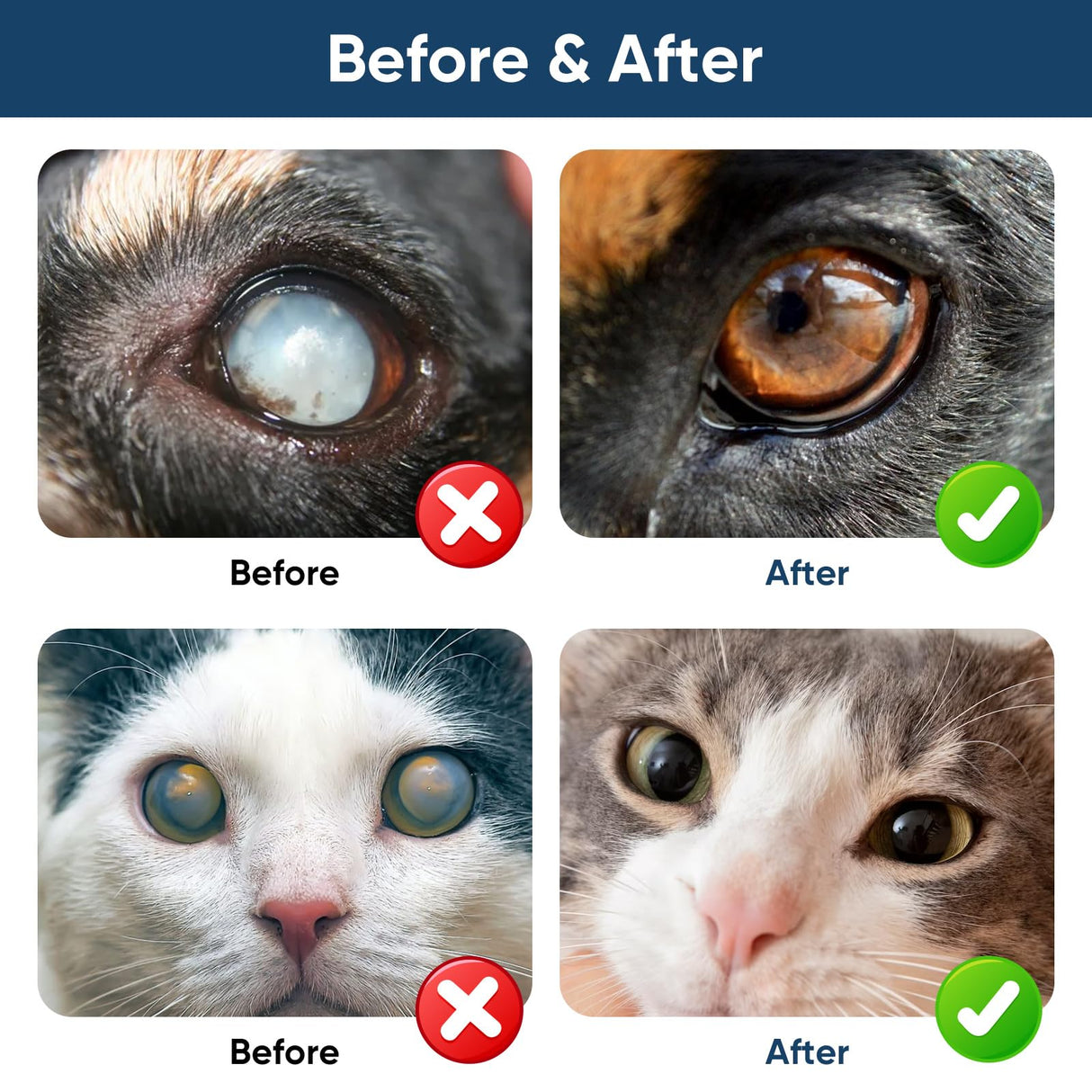 asomooh Cataract Drops for Dogs, Dog Eye Drops, Improve Vision Clarity, Improve Eye Vision and Cataracts(2 x 10 mL)