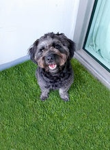 Load image into Gallery viewer, DoggieLawn Dog Potty - Real Grass - XLarge 24x48 inches