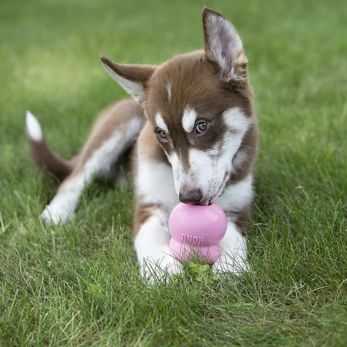 KONG Easy Treat Puppy 14 oz - Pack of 2
