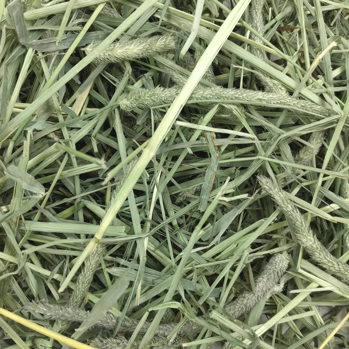 Oxbow Western Timothy Hay, Guinea Pig Hay, Small Pet Bunny Supplies, All Natural Grass for Guinea Pig, Bunny, Chinchilla & Hamster, Oxbow Rabbit Supplies for Bunnies, 90 oz. bag
