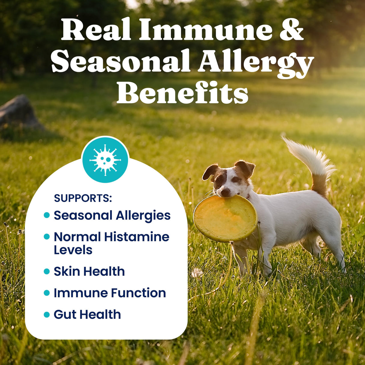Solid Gold Dog Allergy Relief Chews - Dog Itching Skin Relief & Seasonal Allergies Support - Alaskan Salmon Oil for Dogs Skin, Coat & Immune Support - Bacon Flavor Soft Allergy Chews for Dogs -120ct