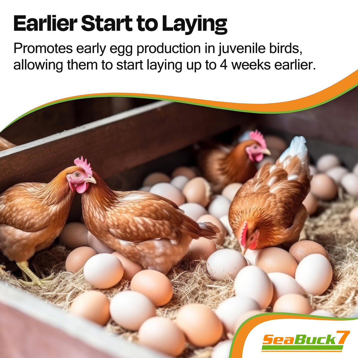 SEABUCK7 Chicken & Bird Supplement with Sea Buckthorn to Improve Egg Quality & Increase Egg Production (1-Month Supply for 20 Chickens)