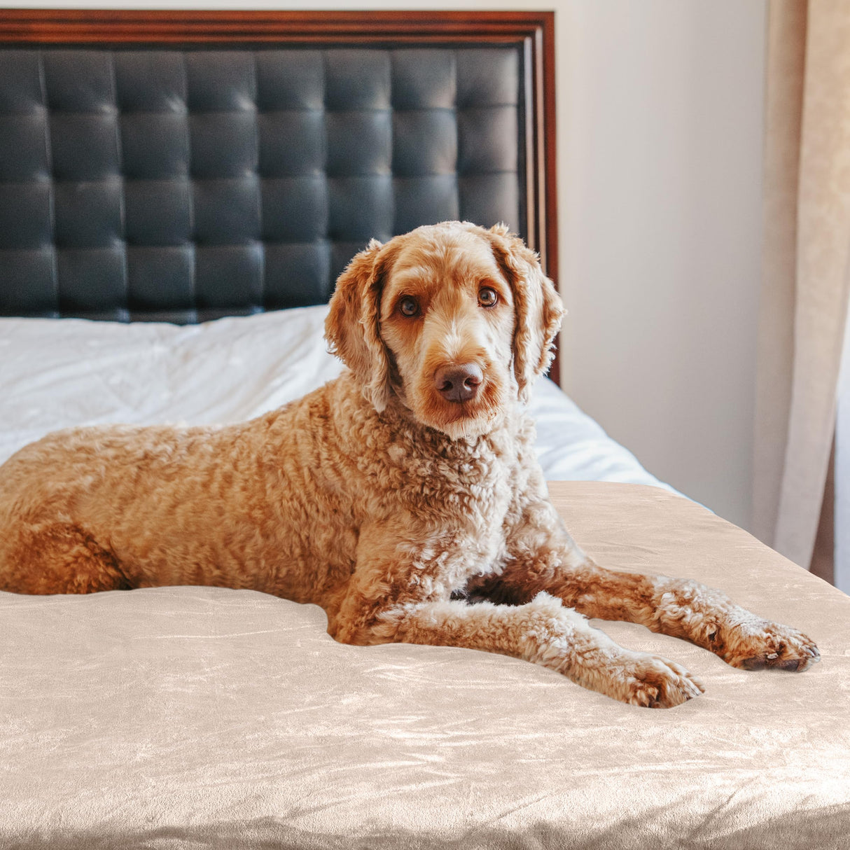PETMAKER Dog Blanket - 60x80in Reversible Sherpa Blanket - Throw Blankets for Bed, Couch, Crate, or Car - Machine Washable Puppy Essentials (Tan)