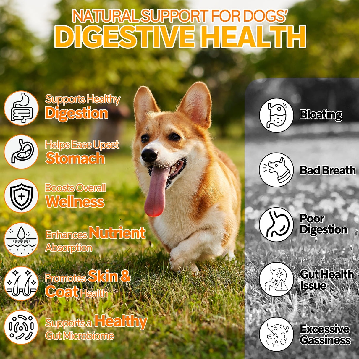 Probiotics for Dogs - 6 Digestive Probiotics & 6 Enzymes for Itchy Skin,Digestion & Gut Support,Helps Diarrhea, Yeast Infection, Upset Stomach,Allergies & Immune System Support-150 Chews