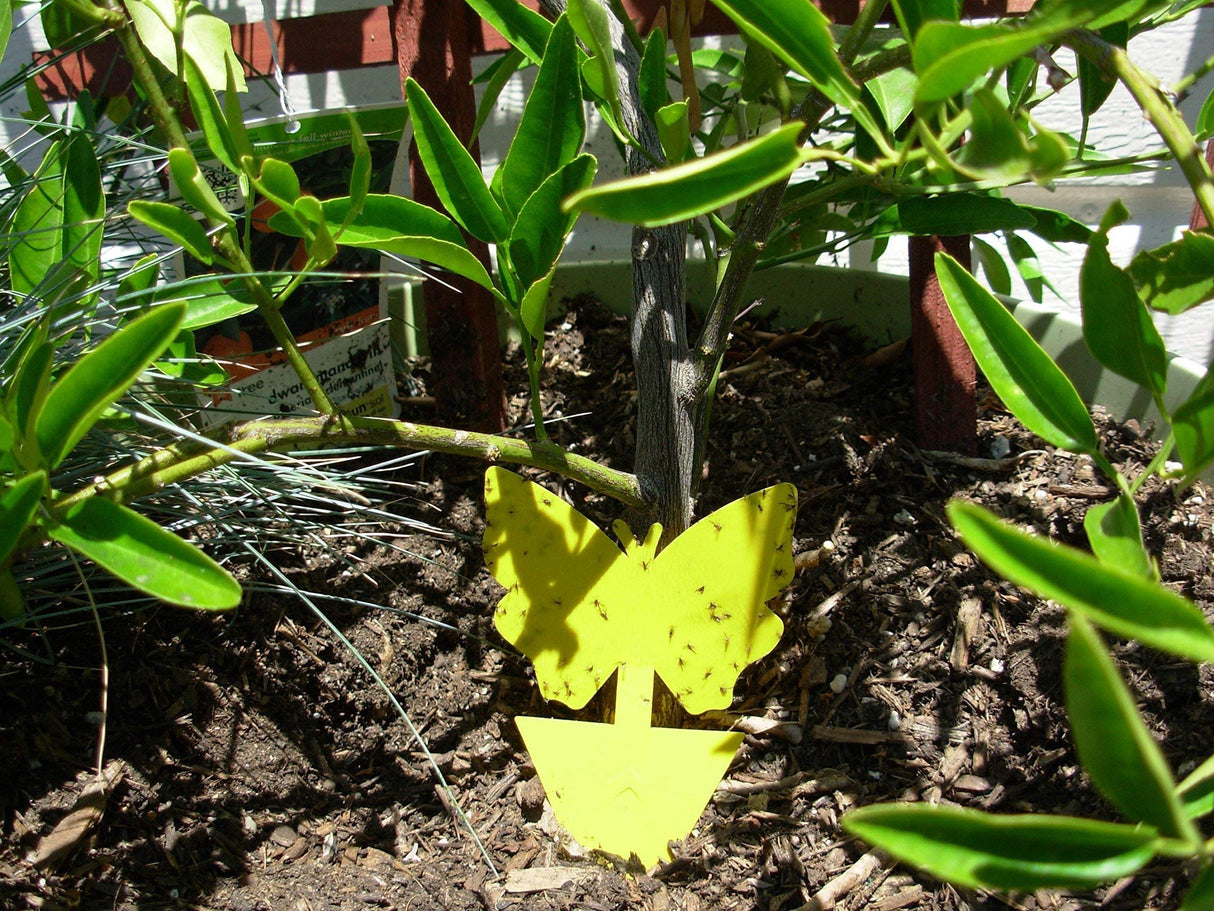 21C 21 Century Solutions Yellow Dual Sticky Fly Traps 10-Pack for Gnat Whiteflies Fungus Gnats Flying Insects - Houseplant Disposable Glue Trappers Save a Garden Butterfly Shape