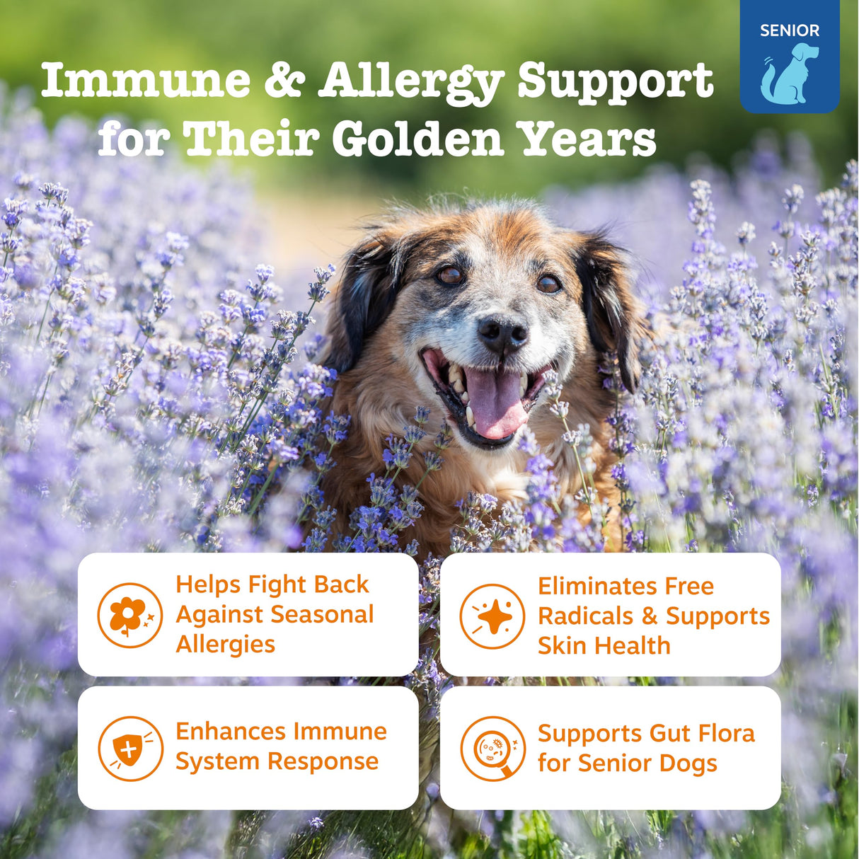 Zesty Paws Dog Allergy Relief - Anti Itch Supplement - Omega 3 Probiotics for Dogs - Stop Paw Licking - Soft Chews for Skin Health & Seasonal Allergies - with Epicor Pets - Senior - Salmon - 90 Count