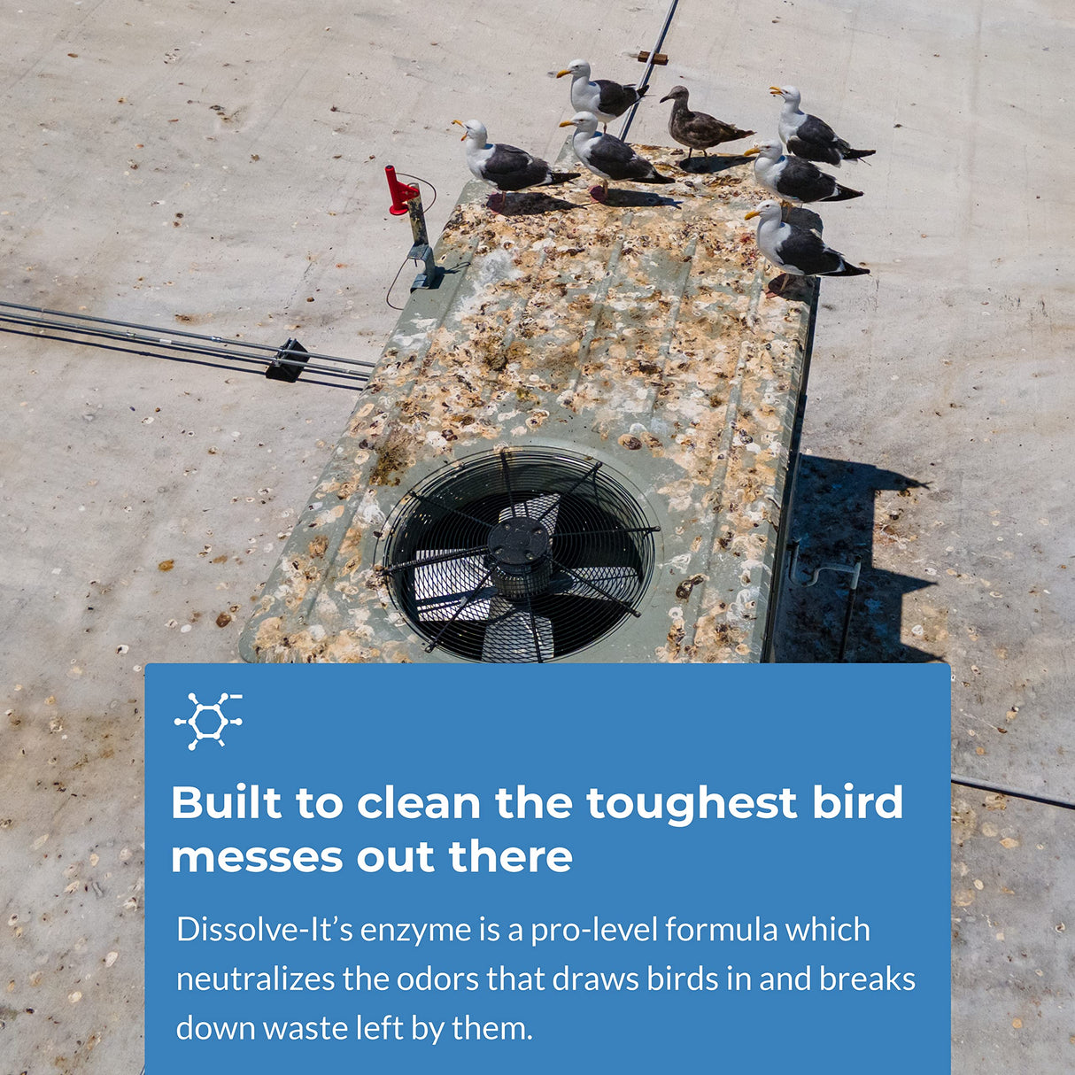 Bird Barrier Dissolve-It Max Enzyme Cleaner - Bird Dropping Cleaner - Dissolves Waste – Treat Affected Areas Before Installing Bird Control Products - Bird Cage Cleaner - 1 Pint Makes 1/2 Gallon