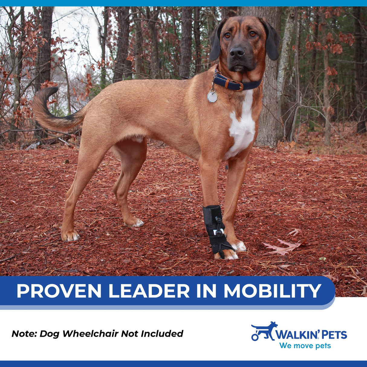 Walkin' Pets Front No-Knuckling Training Socks for Dogs - 3+ Inches, 100+ lbs