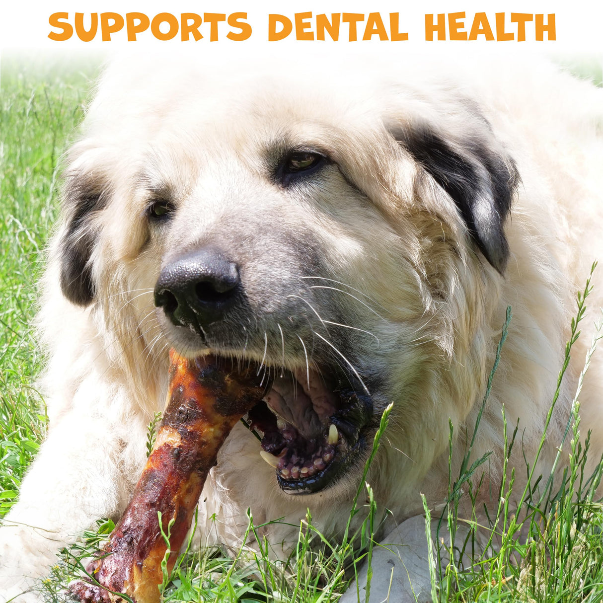 Pack Approved Beef Shin Bones for Dogs - Liver Coated Long Lasting Dog Chews for Aggressive Chewers - Rawhide-Free Big Bones for Large Dogs - Healthy Large Dog Bone (1 Pack)