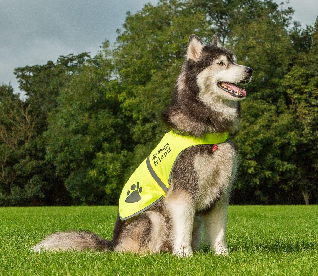 4LegsFriend Safety Reflective Vest for Dogs - High Visibility for Outdoor Activity Day and Night, Protect Your Pet from Cars & Hunting Accidents