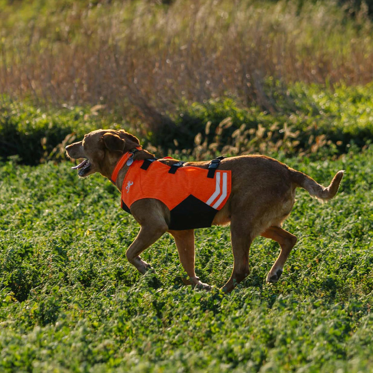 Browning Pet Vests, Hi Vis Safety Vests for Dogs, Saftey Orange, Large, Full Coverage